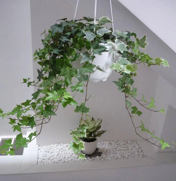 Loại cây phong thuỷ chỉ cần có nước là sống vừa sạch không khí vừa hút tài hút lộc - 3