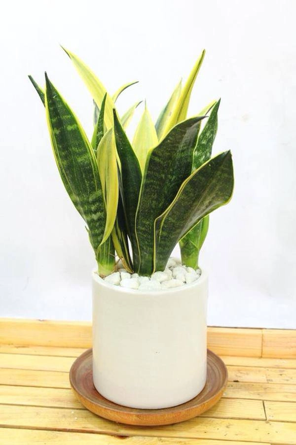 Loại cây phong thuỷ chỉ cần có nước là sống vừa sạch không khí vừa hút tài hút lộc - 4