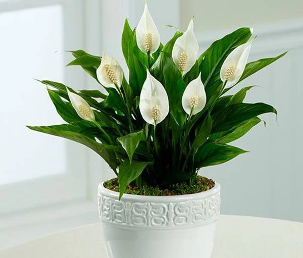 Loại cây phong thuỷ chỉ cần có nước là sống vừa sạch không khí vừa hút tài hút lộc - 5