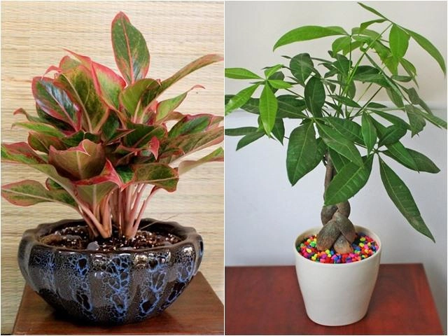 Loại cây phong thuỷ chỉ cần có nước là sống vừa sạch không khí vừa hút tài hút lộc - 6