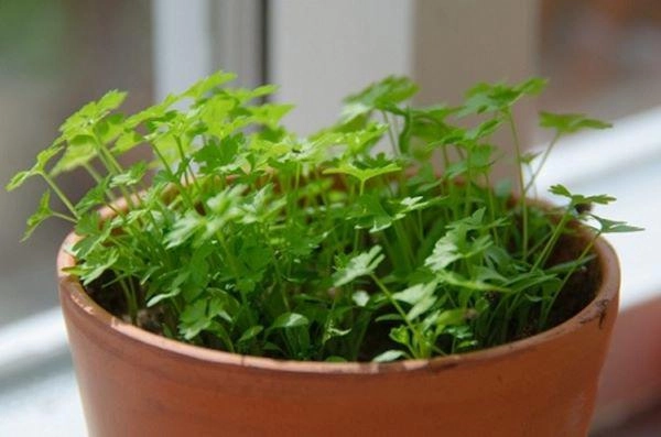 Mách chị em 8 loại rau thơm chỉ trồng trong góc bếp cũng lớn nhanh như thổi - 2