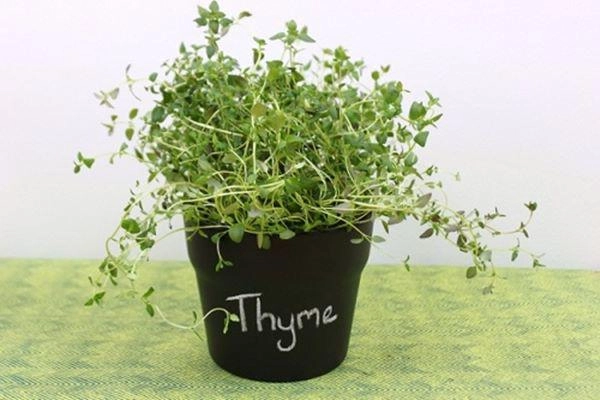 Mách chị em 8 loại rau thơm chỉ trồng trong góc bếp cũng lớn nhanh như thổi - 4