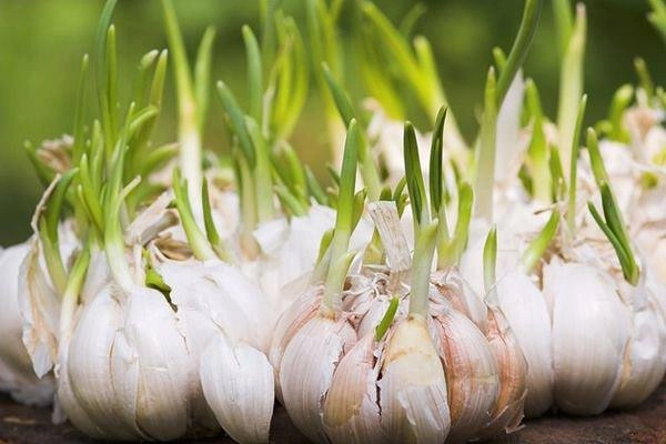 Mẹ chồng âm thầm đặt tỏi vào chỗ này con dâu bất ngờ thấy điều lạ sau 1 đêm - 2