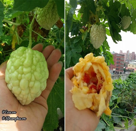 Mẹ việt xứ đài bày mẹo trồng loại mướp cho trái to như quả dưa hấu - 13