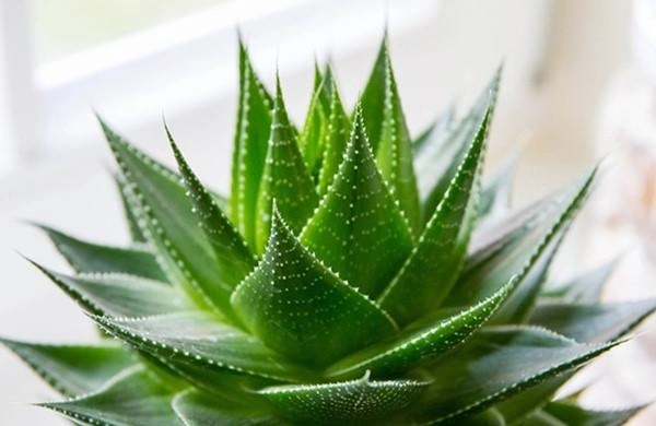 Muốn ngủ ngon và sâu nhất định nên trồng những loại cây này trong phòng ngủ - 1