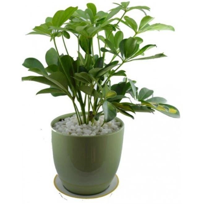 Muốn ngủ ngon và sâu nhất định nên trồng những loại cây này trong phòng ngủ - 3