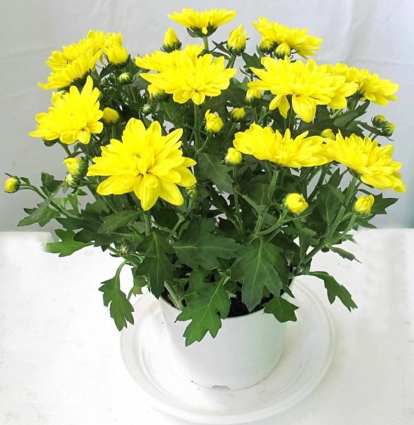 Muốn ngủ ngon và sâu nhất định nên trồng những loại cây này trong phòng ngủ - 4