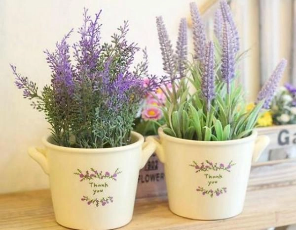 Muốn ngủ ngon và sâu nhất định nên trồng những loại cây này trong phòng ngủ - 5
