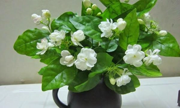 Muốn ngủ ngon và sâu nhất định nên trồng những loại cây này trong phòng ngủ - 6