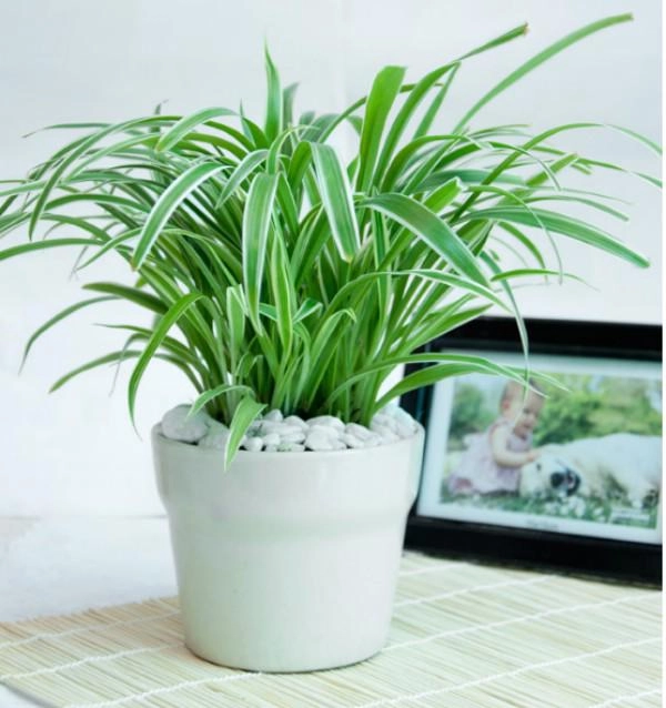Muốn ngủ ngon và sâu nhất định nên trồng những loại cây này trong phòng ngủ - 9