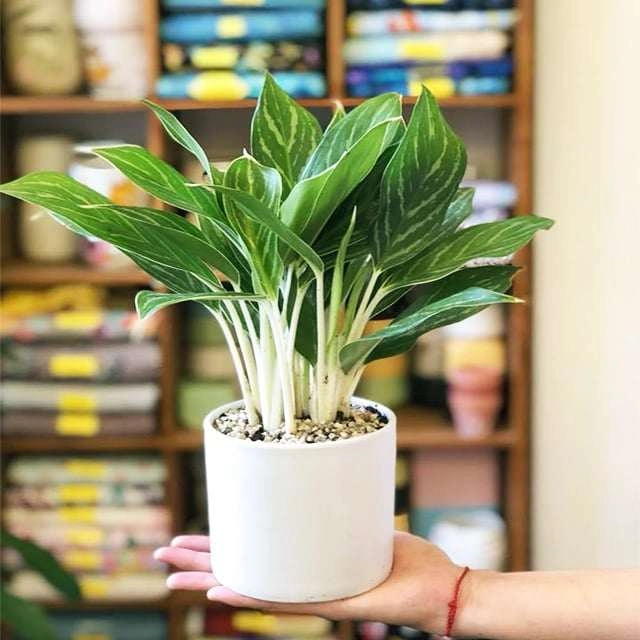 Người mệnh kim hợp cây gì để tiền đầy túi rung đùi đếm tiền mỏi tay - 2