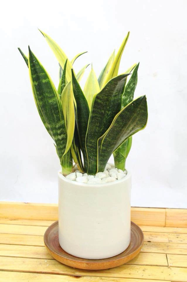 Người mệnh kim hợp cây gì để tiền đầy túi rung đùi đếm tiền mỏi tay - 6