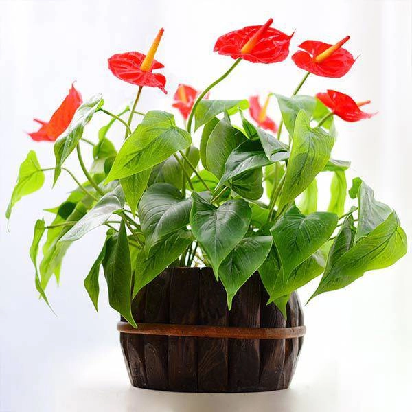 Người mệnh kim hợp cây gì để tiền đầy túi rung đùi đếm tiền mỏi tay - 7