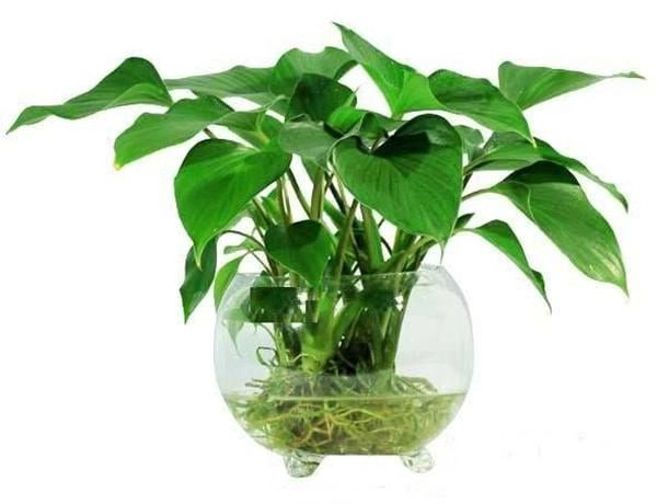 Người mệnh thủy hợp cây gì đặt cây gì để tiền vào đầy túi - 2