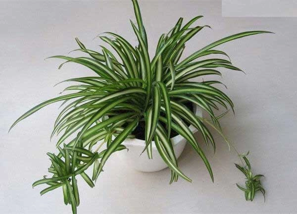 Người mệnh thủy hợp cây gì đặt cây gì để tiền vào đầy túi - 3