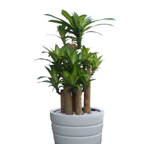 Người mệnh thủy hợp cây gì đặt cây gì để tiền vào đầy túi - 4