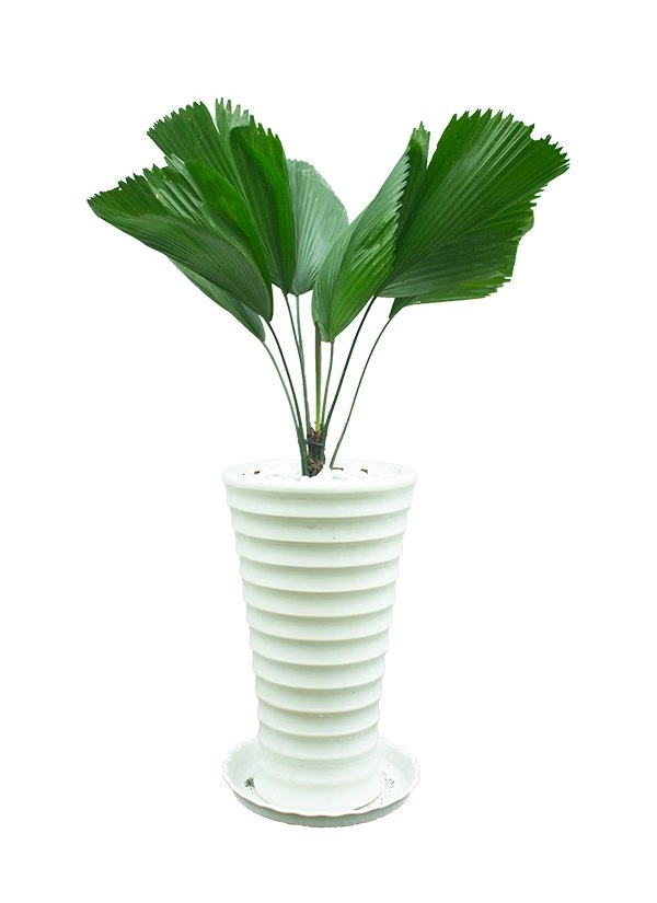 Người mệnh thủy hợp cây gì đặt cây gì để tiền vào đầy túi - 5