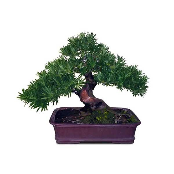 Người mệnh thủy hợp cây gì đặt cây gì để tiền vào đầy túi - 6