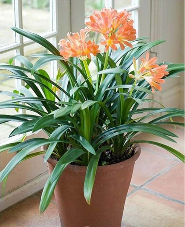 Người mệnh thủy hợp cây gì đặt cây gì để tiền vào đầy túi - 8