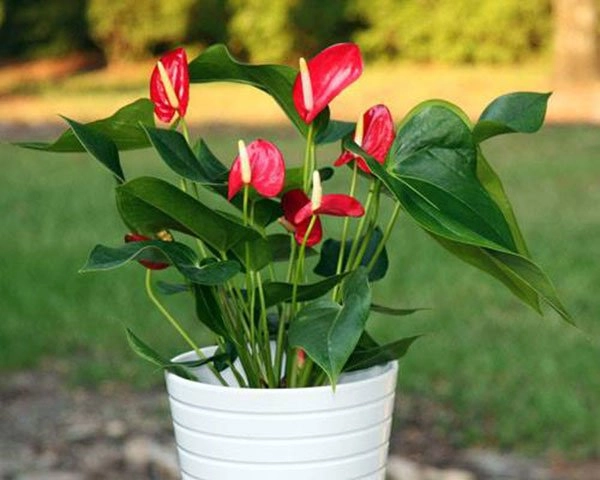 Người mệnh thủy hợp cây gì đặt cây gì để tiền vào đầy túi - 9