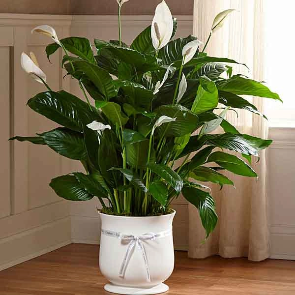 Người mệnh thủy hợp cây gì đặt cây gì để tiền vào đầy túi - 1