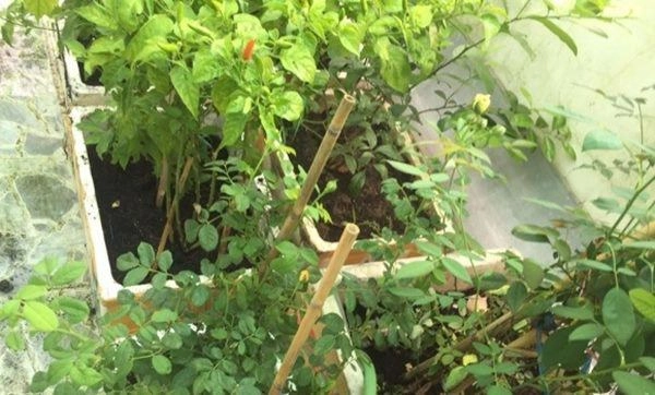 Nhà mặt phố con thành đạt nsưt hương dung vẫn tự tay trồng cây sân thượng như thế này - 5