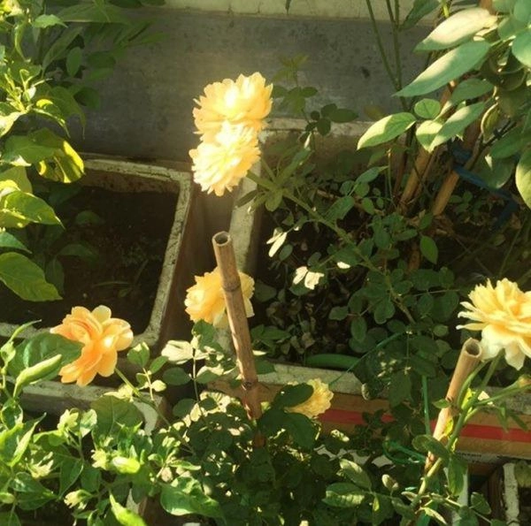 Nhà mặt phố con thành đạt nsưt hương dung vẫn tự tay trồng cây sân thượng như thế này - 6