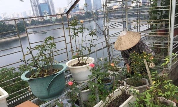 Nhà mặt phố con thành đạt nsưt hương dung vẫn tự tay trồng cây sân thượng như thế này - 7