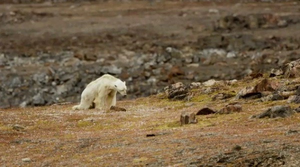 Nhiếp ảnh gia rơi nước mắt nhìn con gấu bắc cực đói khát chết từ từ - 1