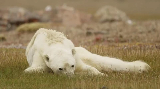 Nhiếp ảnh gia rơi nước mắt nhìn con gấu bắc cực đói khát chết từ từ - 2