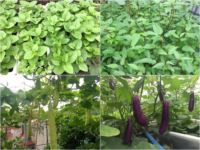 Ông bố việt biến vỏ sữa thành bồn rau chăm con ăn dặm - 17