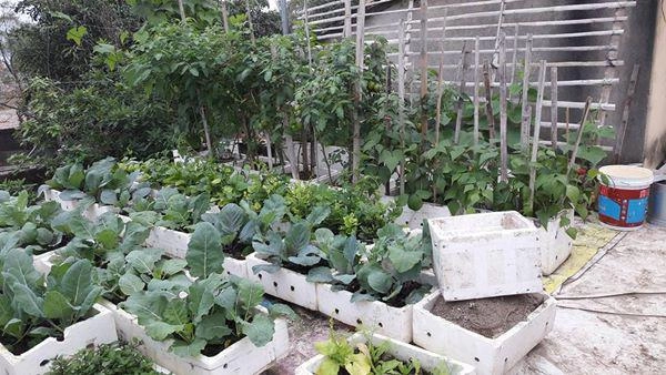 Sân thượng quanh năm phủ xanh rau quả của mẹ hai con ở xứ thanh - 1