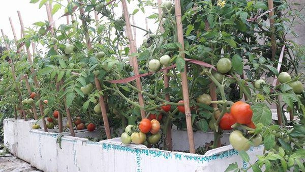 Sân thượng quanh năm phủ xanh rau quả của mẹ hai con ở xứ thanh - 2