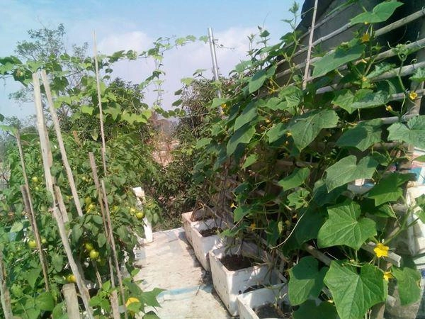 Sân thượng quanh năm phủ xanh rau quả của mẹ hai con ở xứ thanh - 3