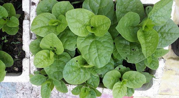 Sân thượng quanh năm phủ xanh rau quả của mẹ hai con ở xứ thanh - 4