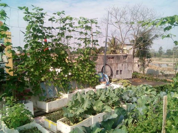 Sân thượng quanh năm phủ xanh rau quả của mẹ hai con ở xứ thanh - 5