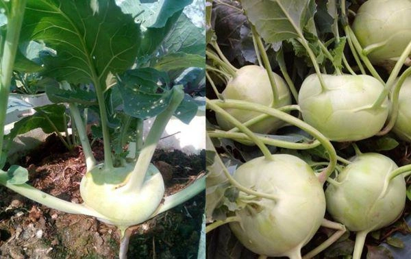 Sân thượng quanh năm phủ xanh rau quả của mẹ hai con ở xứ thanh - 6