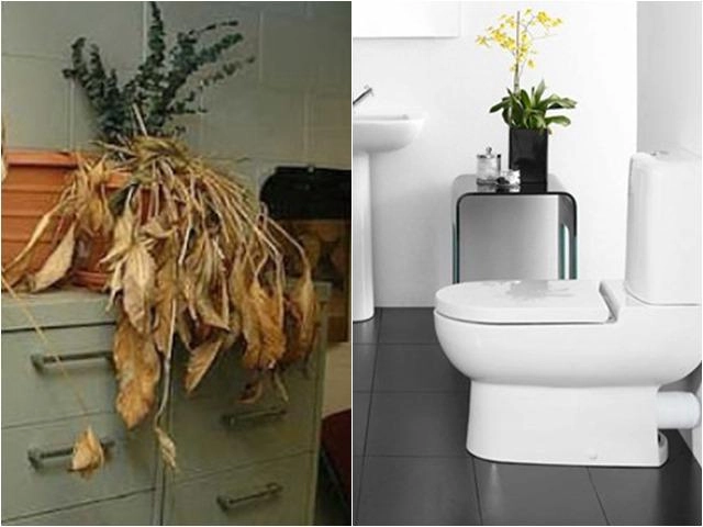 Tiện tay đặt 6 thứ này đầu giường gia chủ cẩn thận gặp họa tán gia bại sản - 4
