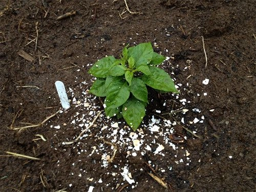 Tiện tay đặt vỏ cam ra vườn sáng dụi mắt 3 lần xem điều kỳ diệu sau 1 đêm - 2