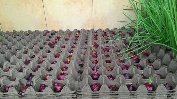 Trồng hành không cần đất cây tốt vù vù cả nhà hái mỏi tay - 4