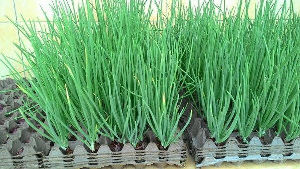 Trồng hành không cần đất cây tốt vù vù cả nhà hái mỏi tay - 5