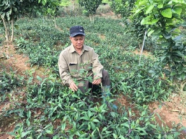 Trồng hành không cần đất cây tốt vù vù cả nhà hái mỏi tay - 6