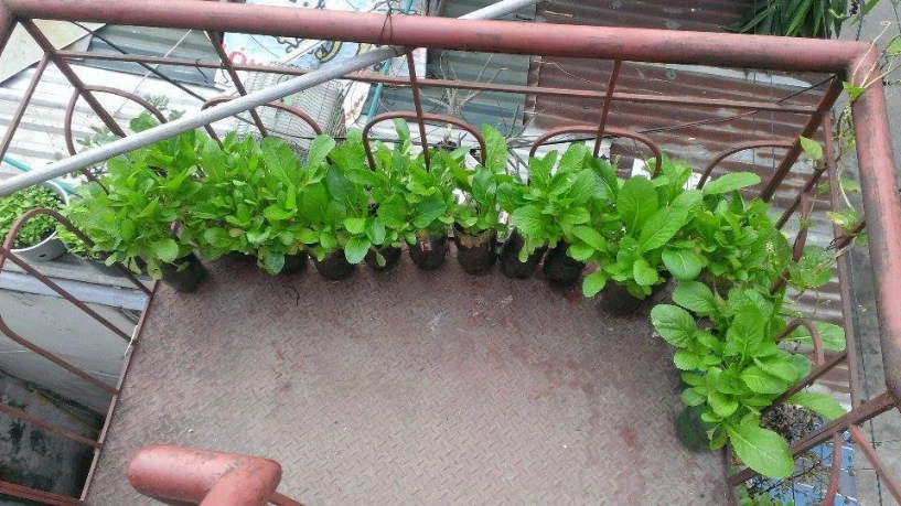 Trồng rau muống xà lách lên mơn mởn bằng xỉ than - 2