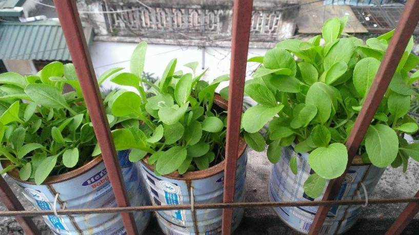 Trồng rau muống xà lách lên mơn mởn bằng xỉ than - 3
