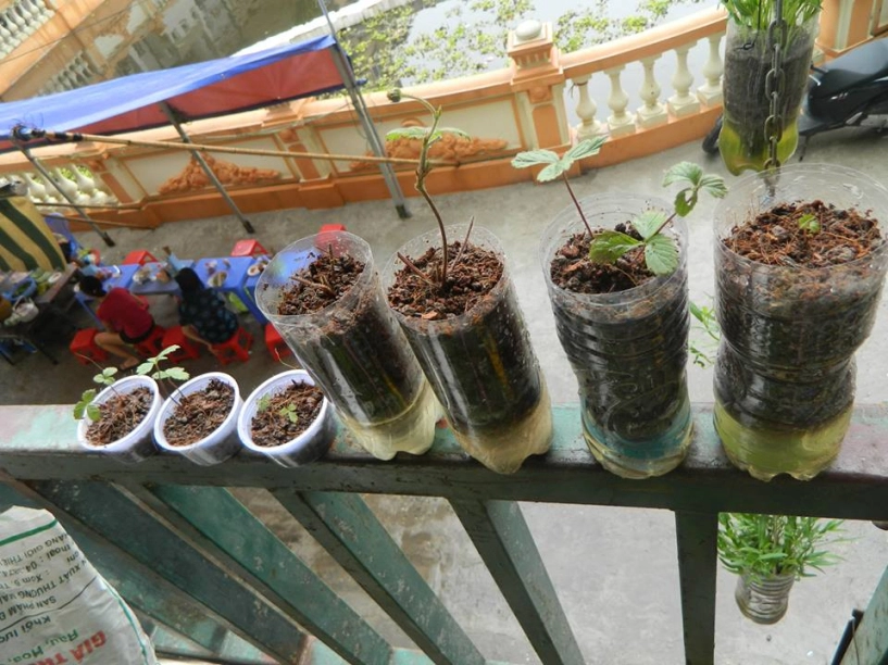 Trồng rau muống xà lách lên mơn mởn bằng xỉ than - 6