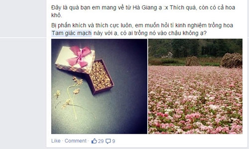 Trồng tam giác mạch không khó ngay trong nhà phố - 5