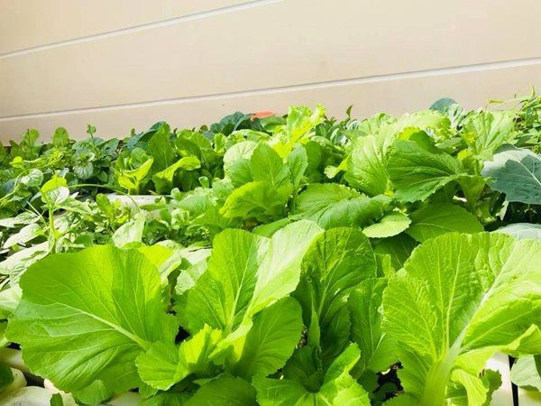 Vườn sân thượng xanh tươi đã mắt 4 mùa ăn rau sạch của gia đình ở hải dương - 3