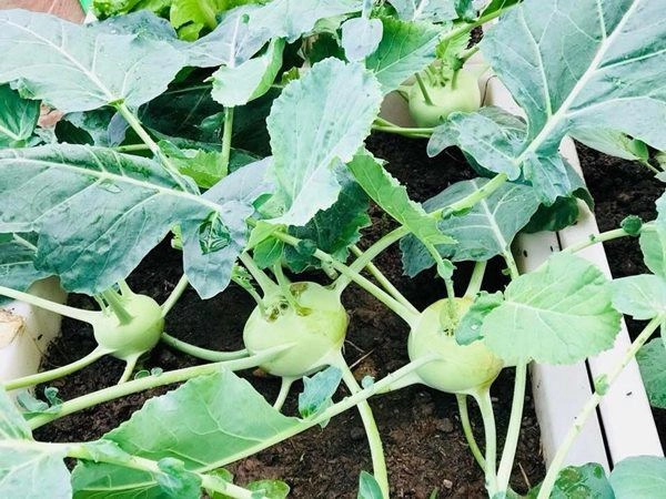 Vườn sân thượng xanh tươi đã mắt 4 mùa ăn rau sạch của gia đình ở hải dương - 5