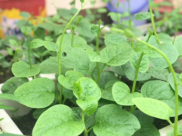 Vườn sân thượng xanh tươi đã mắt 4 mùa ăn rau sạch của gia đình ở hải dương - 6