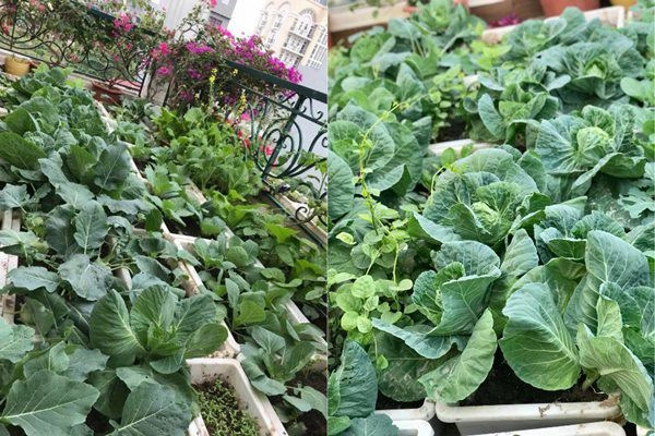 Vườn sân thượng xanh tươi đã mắt 4 mùa ăn rau sạch của gia đình ở hải dương - 8